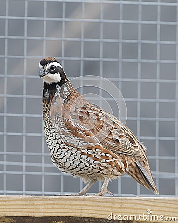 Bobwhite Quail Stock Photo