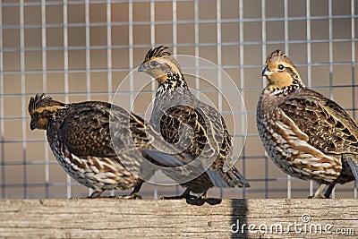 Bobwhite Quail Stock Photo