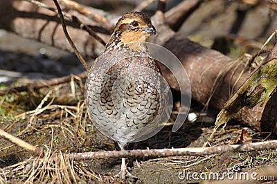 Bobwhite quail Stock Photo