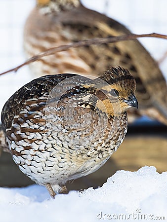 Bobwhite Quail Stock Photo