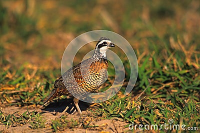 Bobwhite Quail Male Stock Photo