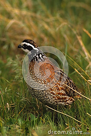 Bobwhite Quail Male Stock Photo