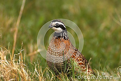 Bobwhite Quail Male Stock Photo