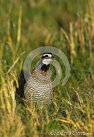 Bobwhite Quail Male Stock Photo