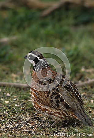 Bobwhite Quail Male Stock Photo