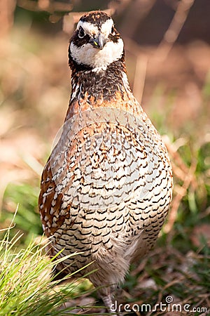 Bobwhite Quail Portrait Stock Photo