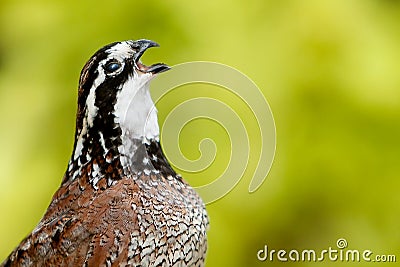 Bobwhite Quail Whistling Stock Photo