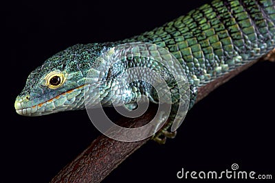 Bocourt`s arboreal alligator lizard Abronia vasconcelosii Stock Photo