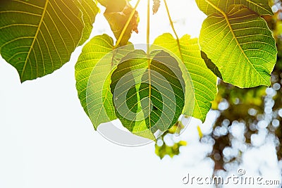 Bodhi Leaf Green fresh nature Photosynthesis Stock Photo