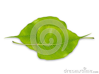 Bodhi leaves Stock Photo