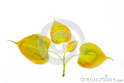 Bodhi or Peepal leaf and bud on white background Stock Photo