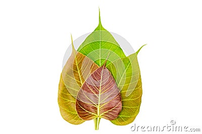 Bodhi or Peepal Leaf Stock Photo