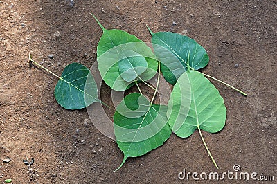 Bodhi Peepal Leaves Stock Photo