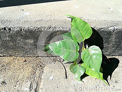 Bodhi tree on cement Stock Photo