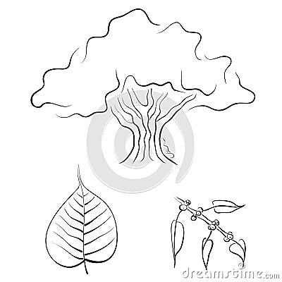 Bodhi tree or Ficus religious, hand drawn vector illustration Cartoon Illustration