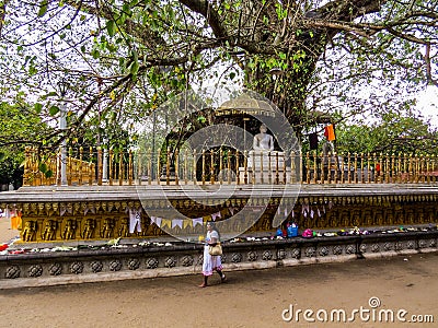 Bodhi Tree in Kelaniya Temple Editorial Stock Photo