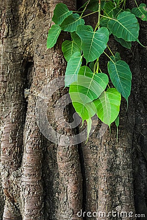 Bodhi tree Stock Photo