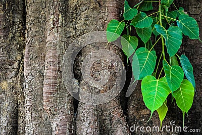 Bodhi tree Stock Photo