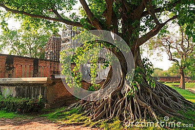 Bodhi Tree Stock Photo