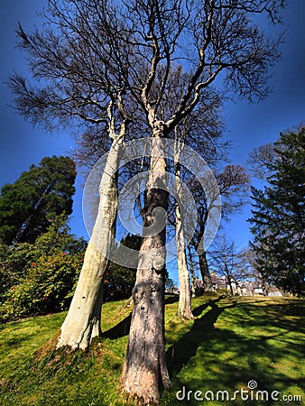 Tree with cones-Bodnant Garden is a National Trust property near Tal-y-Cafn, Conwy, Wales, overlooking the Conwy Valley-Wales Stock Photo