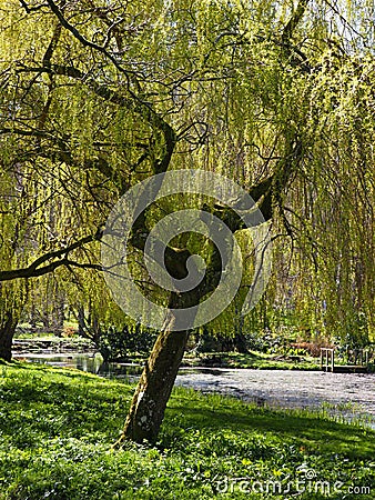 A magical park full of trees and flowers-Bodnant Garden is a National Trust property near Tal-y-Cafn, Conwy, Wales Stock Photo