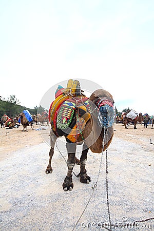 A Turkish camel got prepared for Camels wrestling Editorial Stock Photo