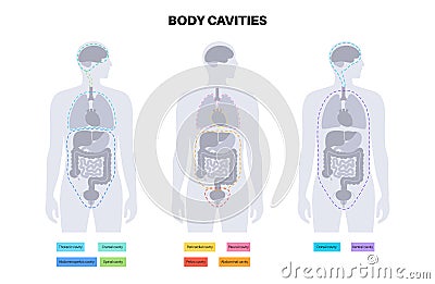 Body cavities poster Vector Illustration