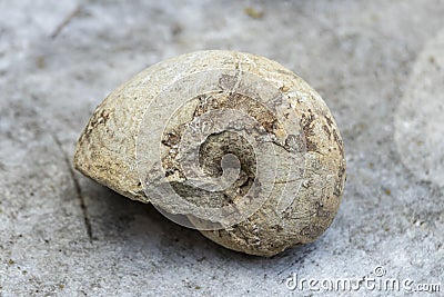 Fossil of a large snail Stock Photo