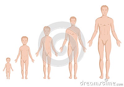 Body growing stages, human body Vector Illustration