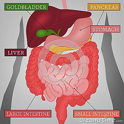 Body Internal Parts Vector Illustration