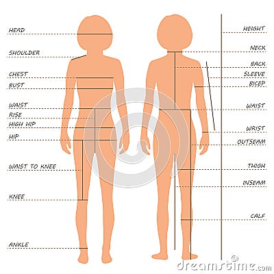 body measurements size chart, Vector Illustration