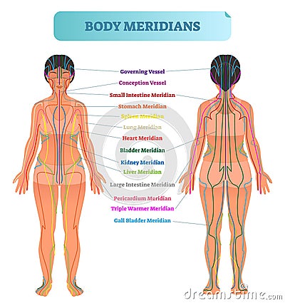 Body meridian system vector illustration scheme, Chinese energy acupuncture therapy diagram chart. Vector Illustration