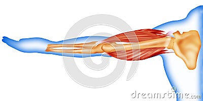 Body muscles and bone Stock Photo