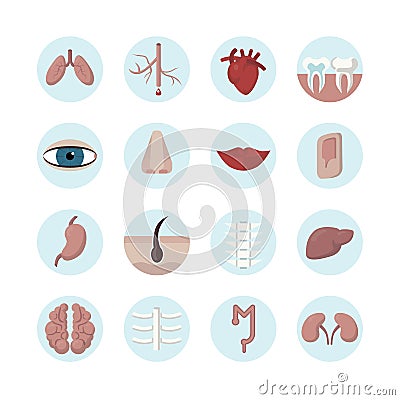 Body organs set. Vector Illustration