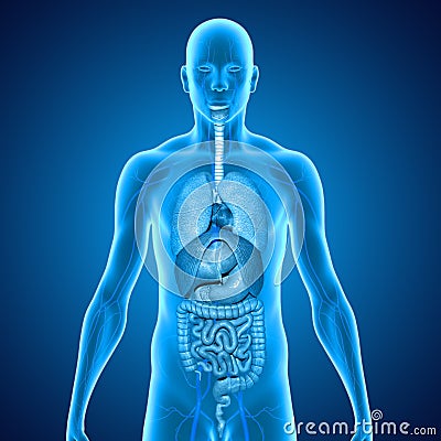 Body with organs Stock Photo