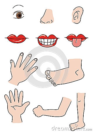 Body parts Cartoon Illustration