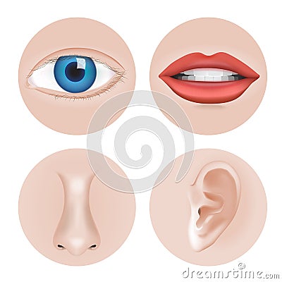 Body parts Eye, Ear, Nose Vector Illustration