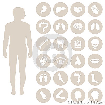 Body parts Vector Illustration