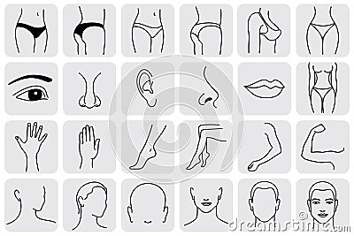 Body Parts Vector Illustration