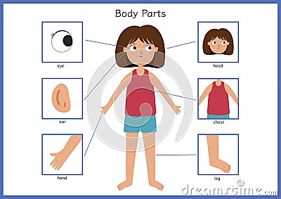 Body parts poster with a cute girl. Human body front view with a female character Vector Illustration