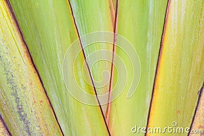 Body pattern of travellers palm Stock Photo