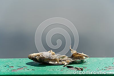 The body and the skeleton of a dead rotten rotten fish. Leftovers from the food. The cycle of food in nature Stock Photo