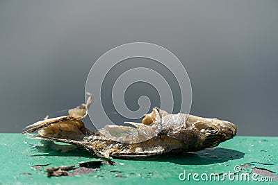 The body and the skeleton of a dead rotten rotten fish. Leftovers from the food. The cycle of food in nature Stock Photo