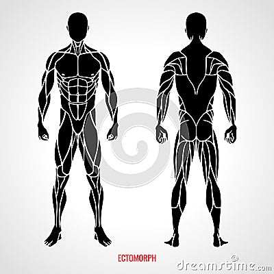 Body Type Ectomorph. Front and back view. Vector illustration Vector Illustration