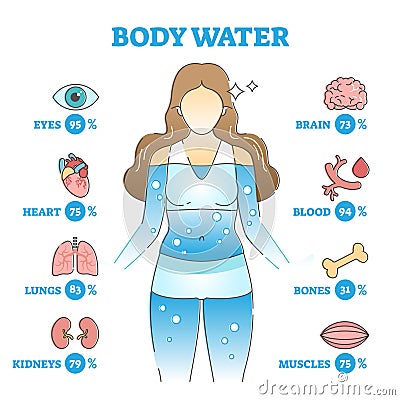 Body water as anatomical human organ fluid balance and usage outline concept Vector Illustration