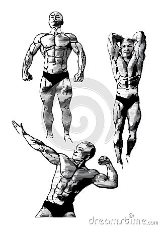 Bodybuilders trio Vector Illustration