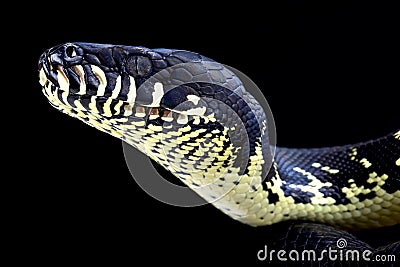 Boelen's python ( Morelia boeleni) Stock Photo
