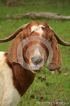 Boer Goat Stock Photo