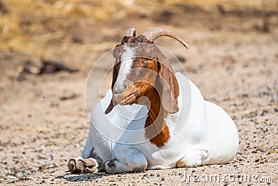 Boer goat animal latin name Capra Hircus is sleeping at the ground. Concept of farming Stock Photo