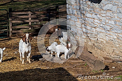 Boer goats with babies in a barnyard. Stock Photo